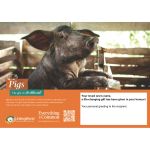 PIGS ecard