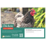CHICKENS ecard 2026